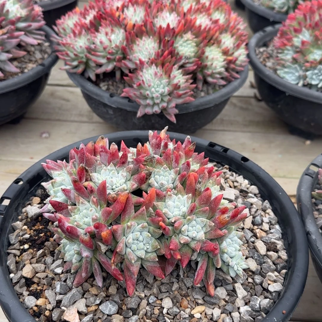 啡****花20250130啡尔姐