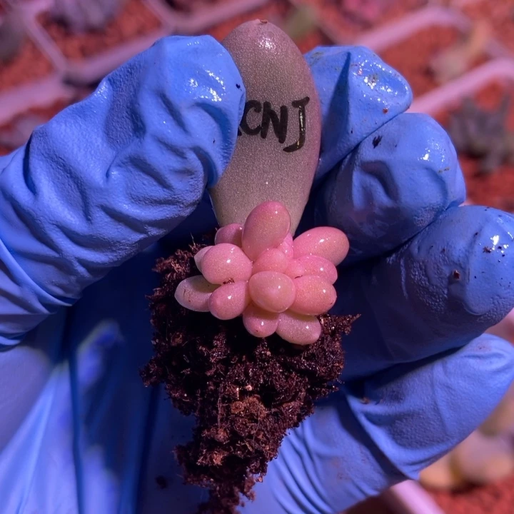 七彩奶酪锦基因多肉