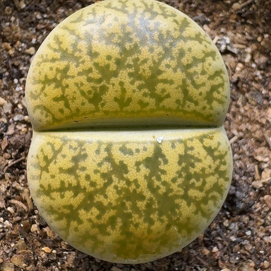 生石花11111。   390