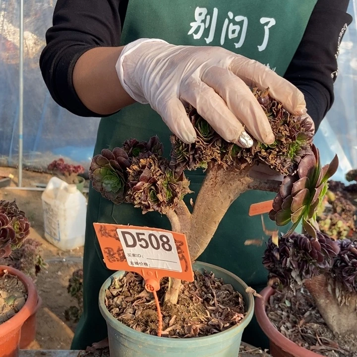 光***狂D508铜壶缀化老桩