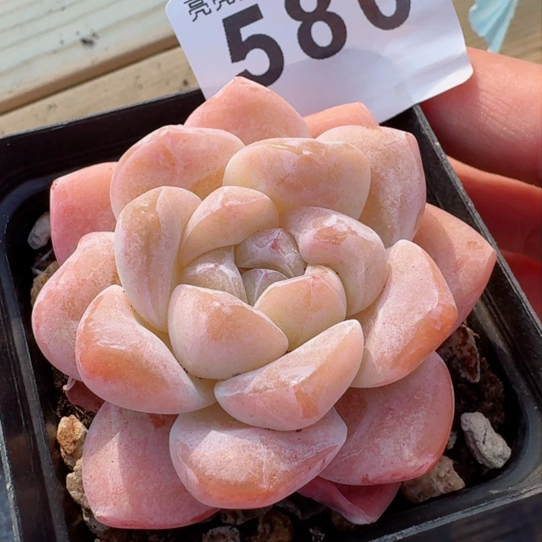 石化冰玉      多肉植物开播福利捡漏