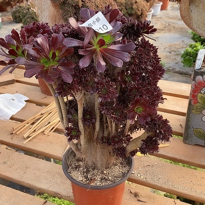 210 黑法师缀高33公分