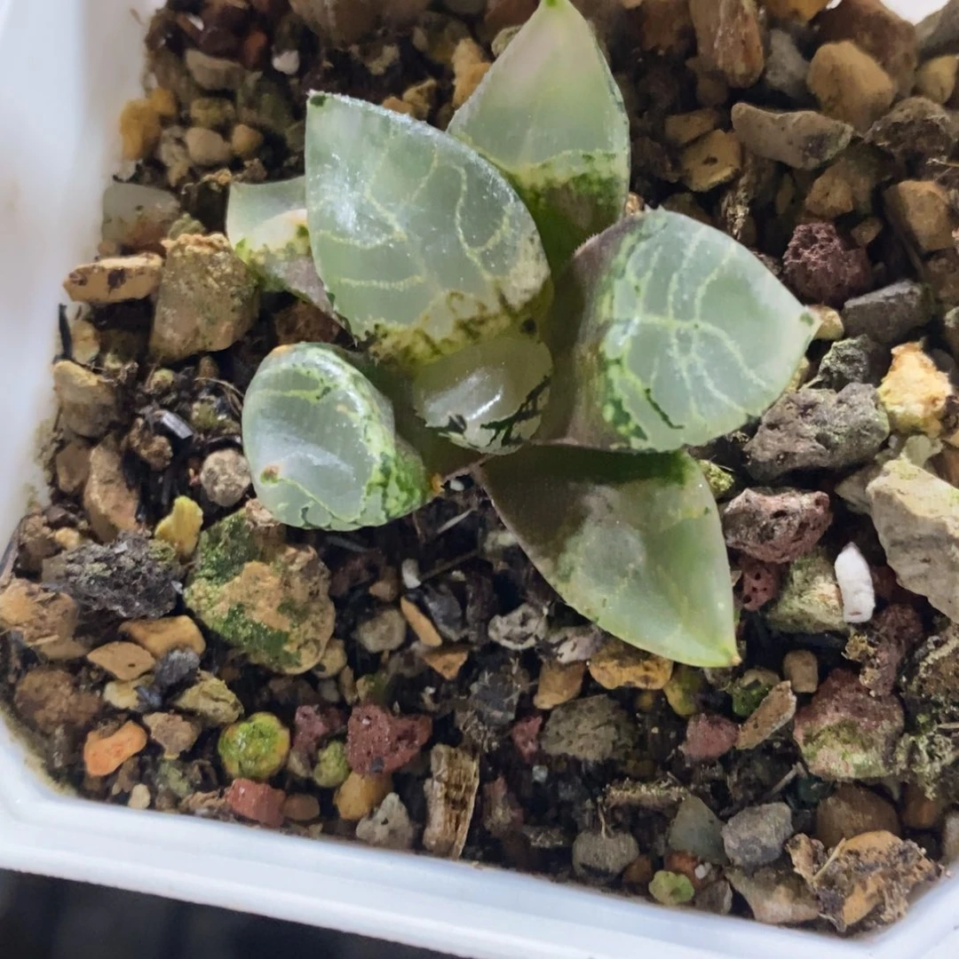 756号冰皇多肉植物