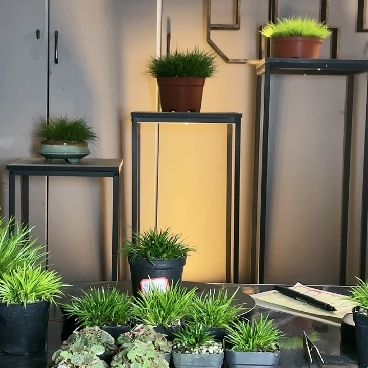 【闪购商品】不开花植物