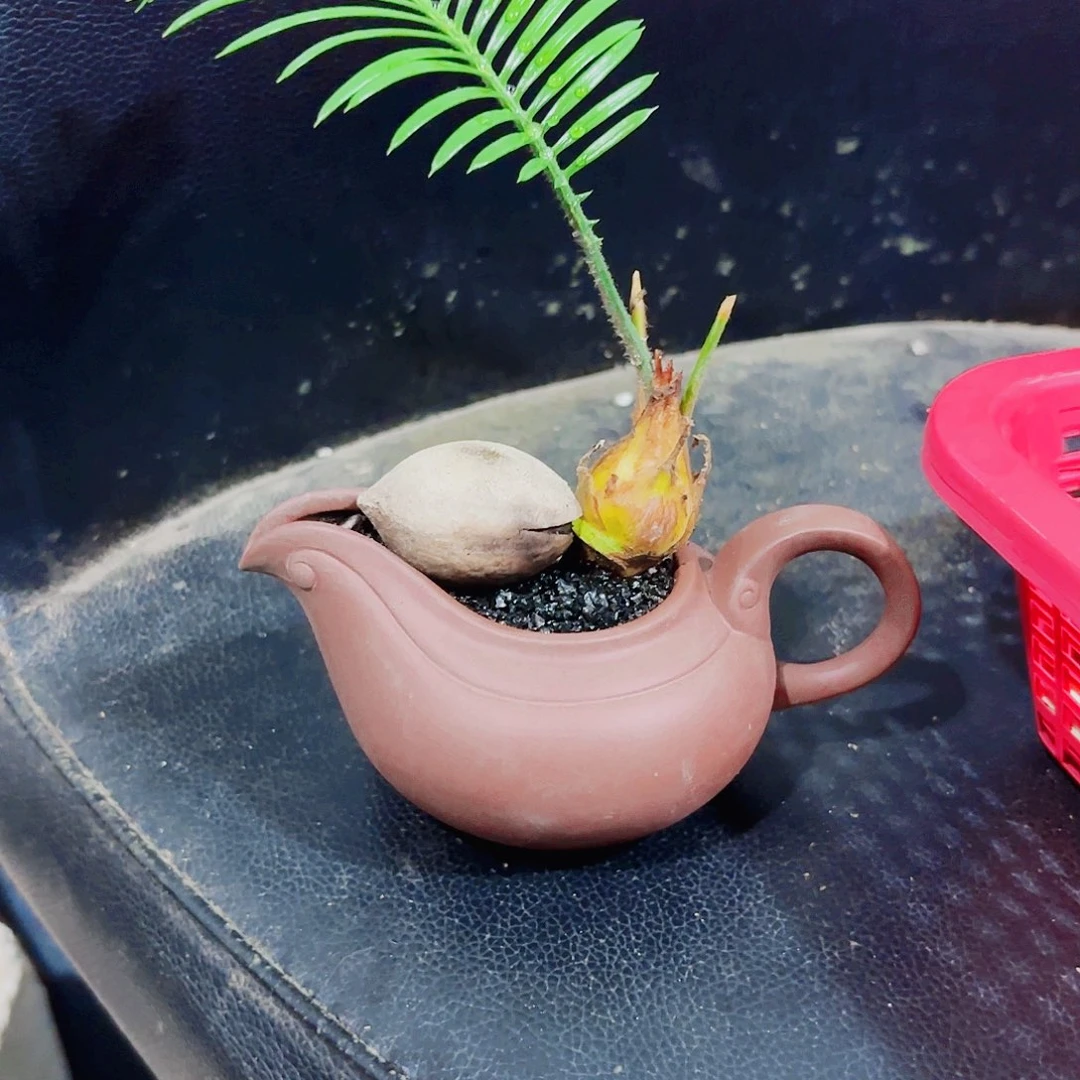 米*儿一物一拍 所见即所得72