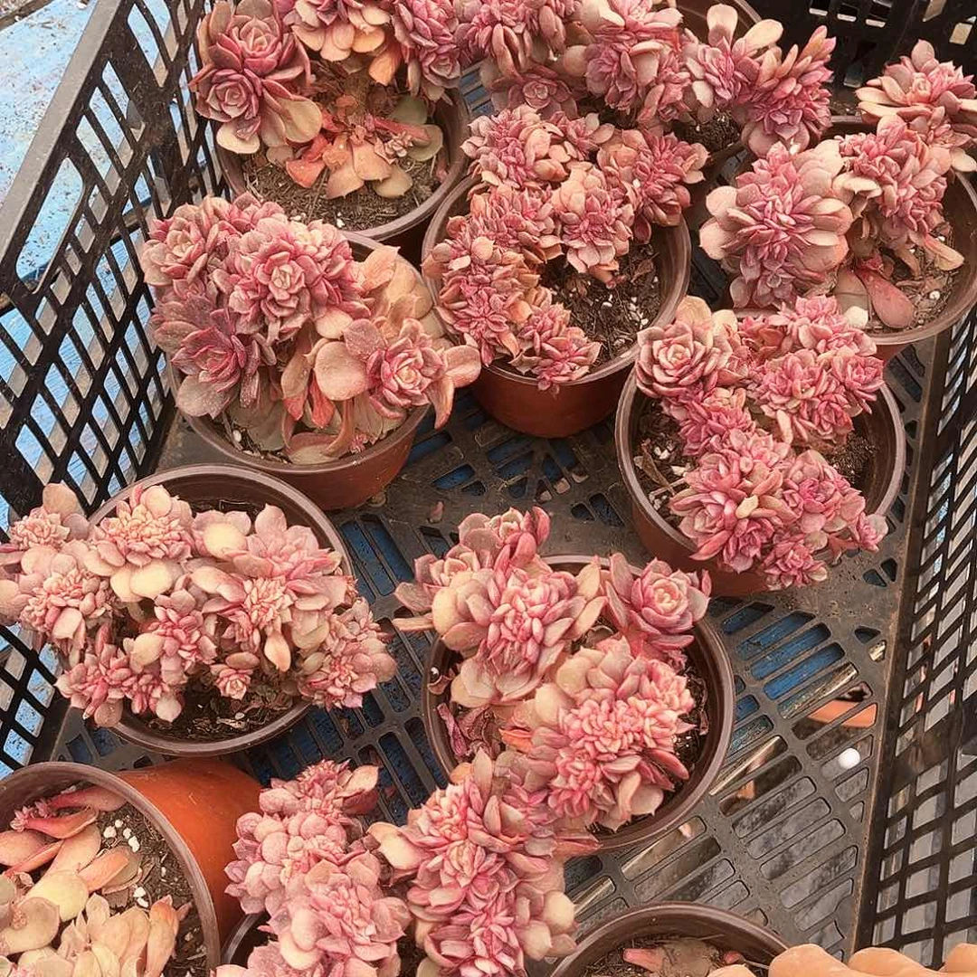 存*姐大红袍缀11颗69.99多肉植物