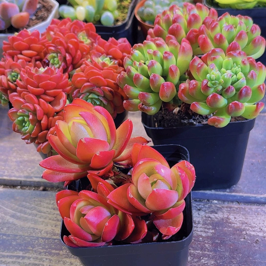 如图三盆111111111