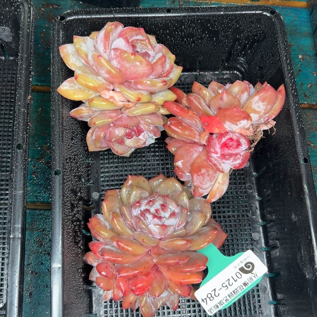 多肉一物一拍0125-284