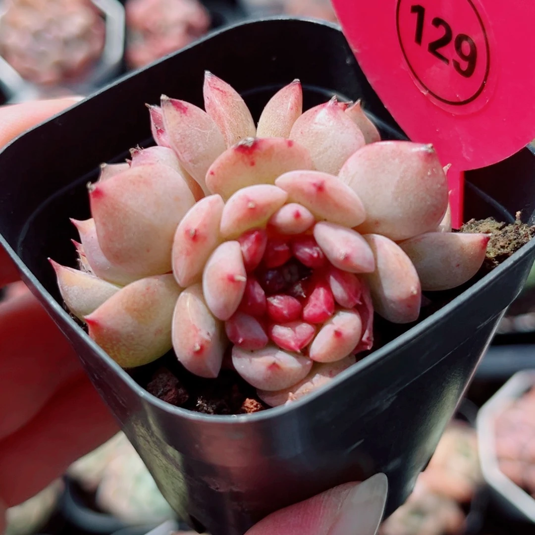 风靡园艺老桩新品糖心群