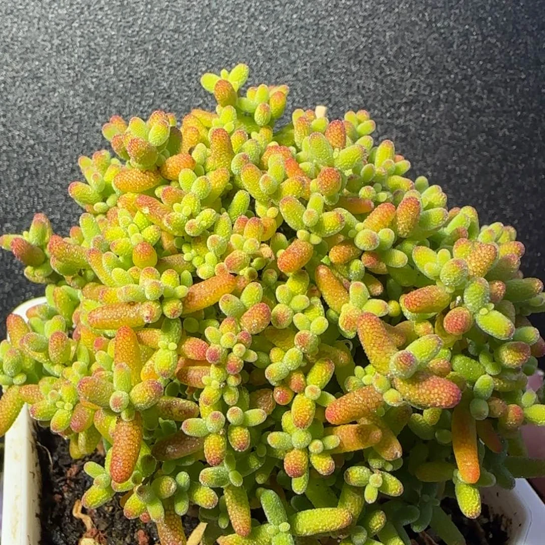 dy0615精控蜜橘老桩直杆三岔冠服8.5cm大树墩墩型