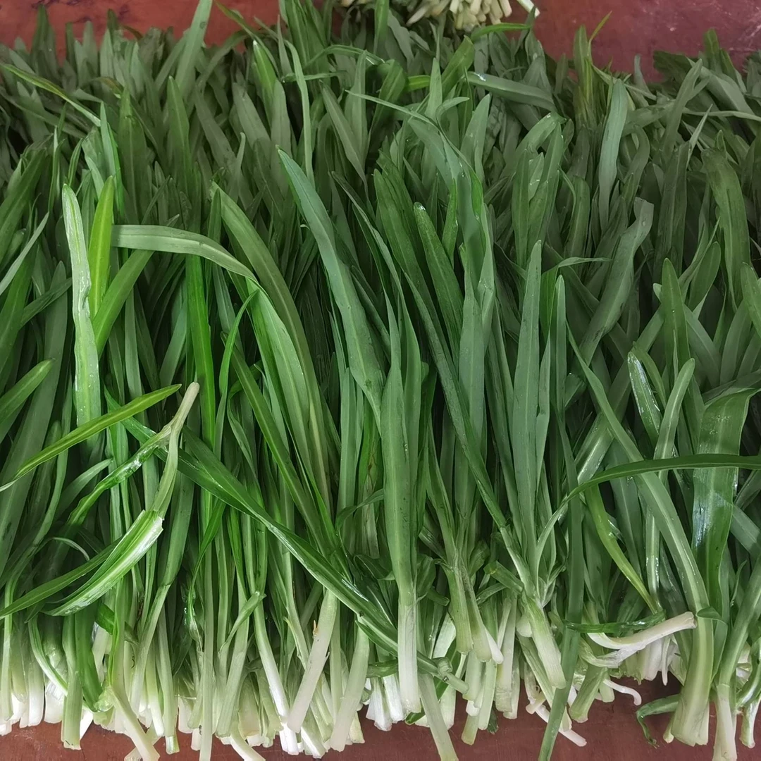 贵州大叶韭菜新鲜包邮发货