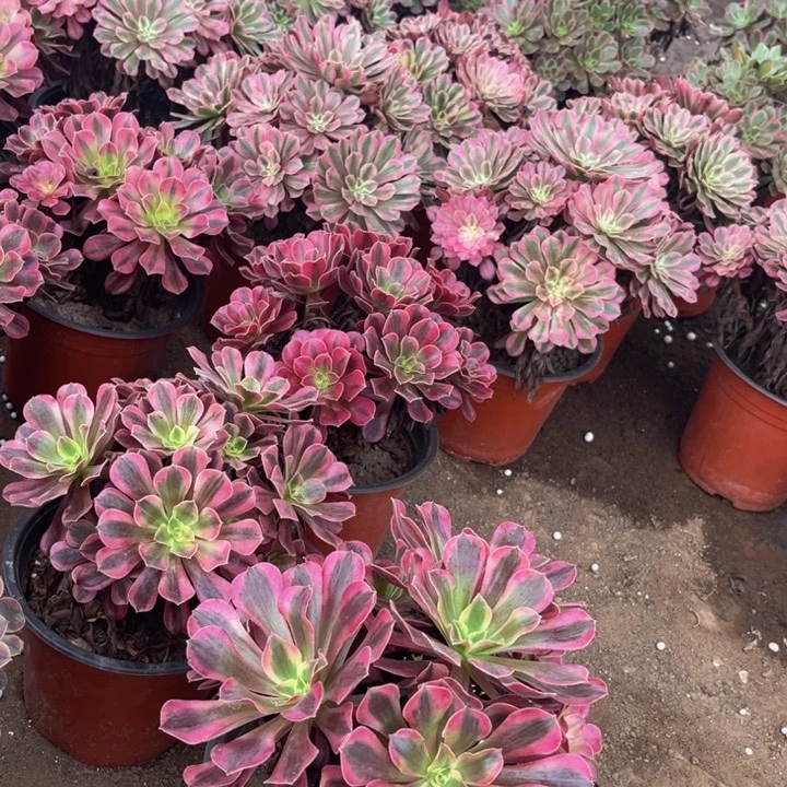 2个美尔莎裸根脱土