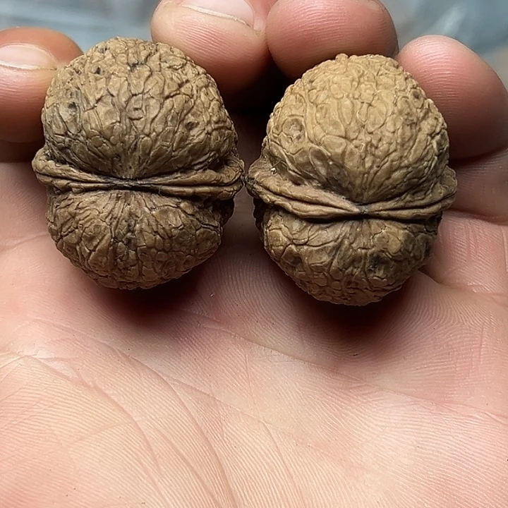 核桃17号寿星头元宝36尺