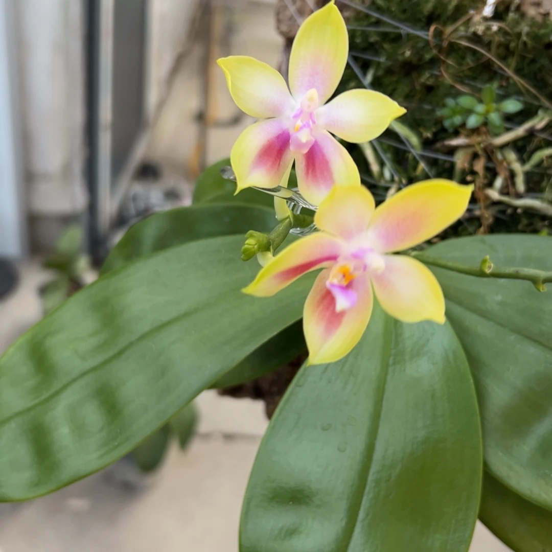 沈***^当前无花栽培后可以开花