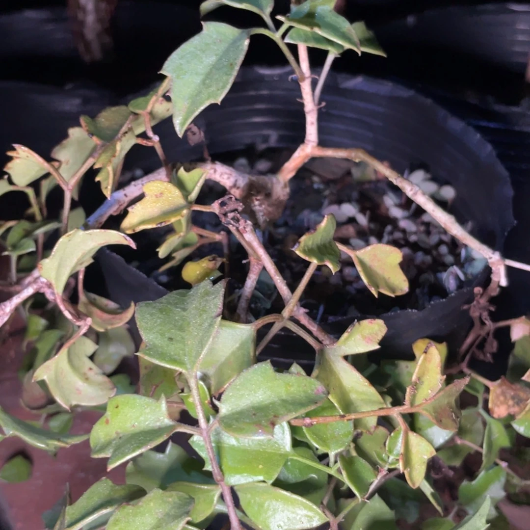 實生葡萄翁888888