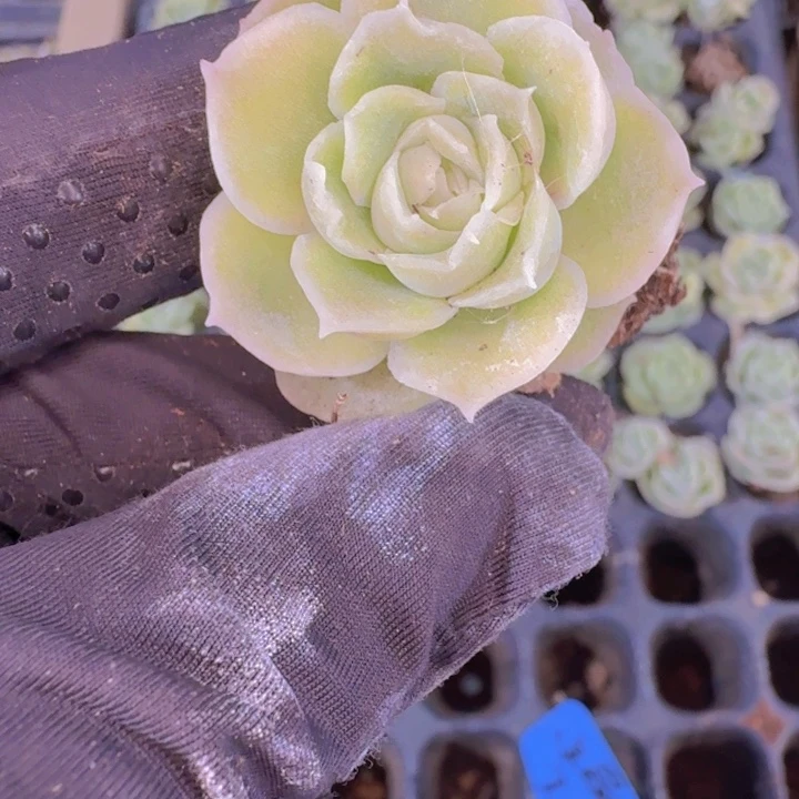 水晶虾饺多肉植物