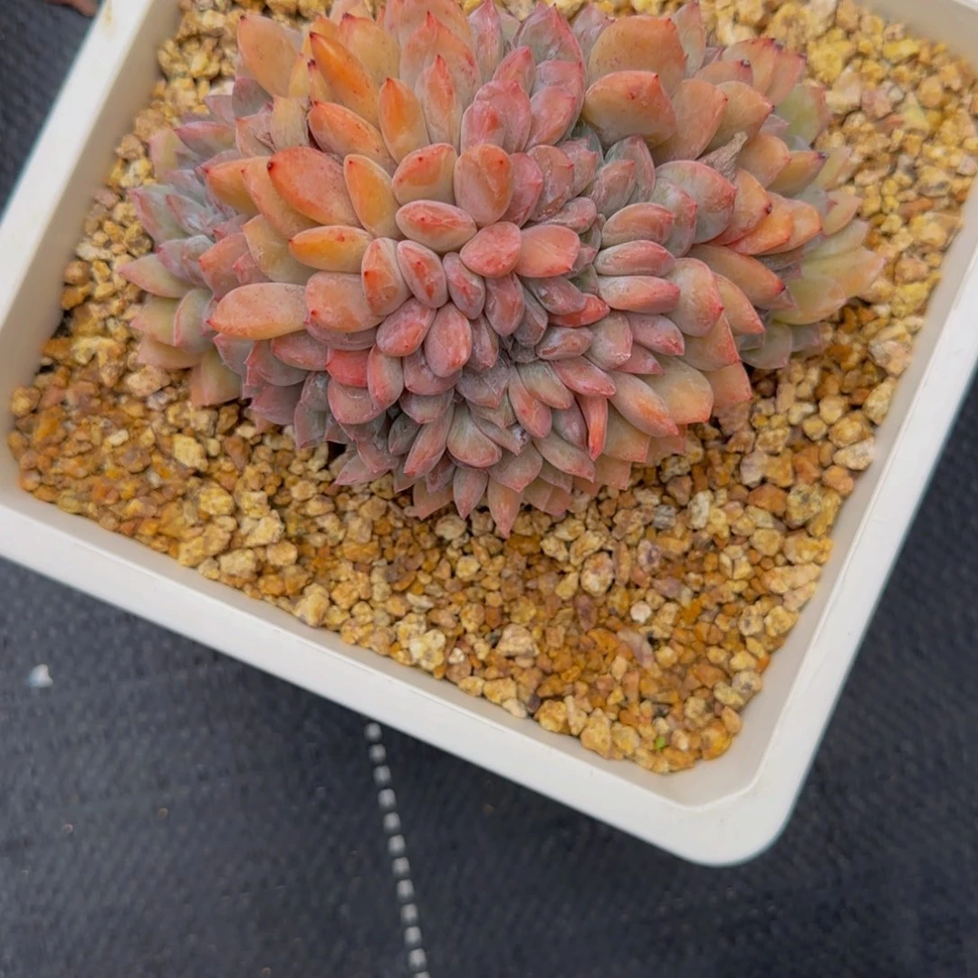 无花朵兰D6，星影缀化