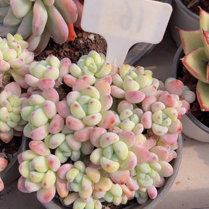 健健康康平平安安