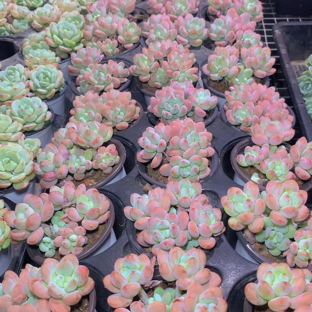 红洛神3567899900000