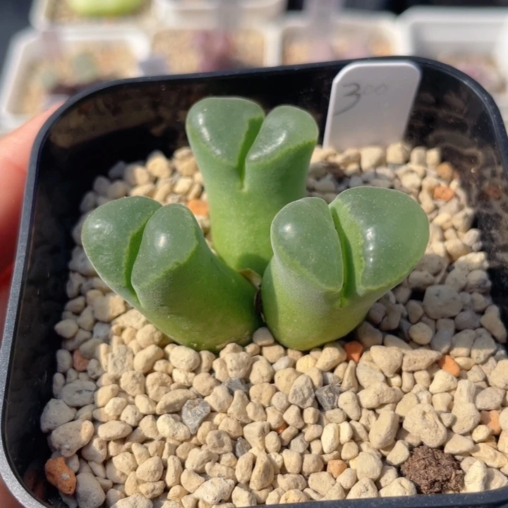 张斌种源 朗骨姆风铃 10-19-L13