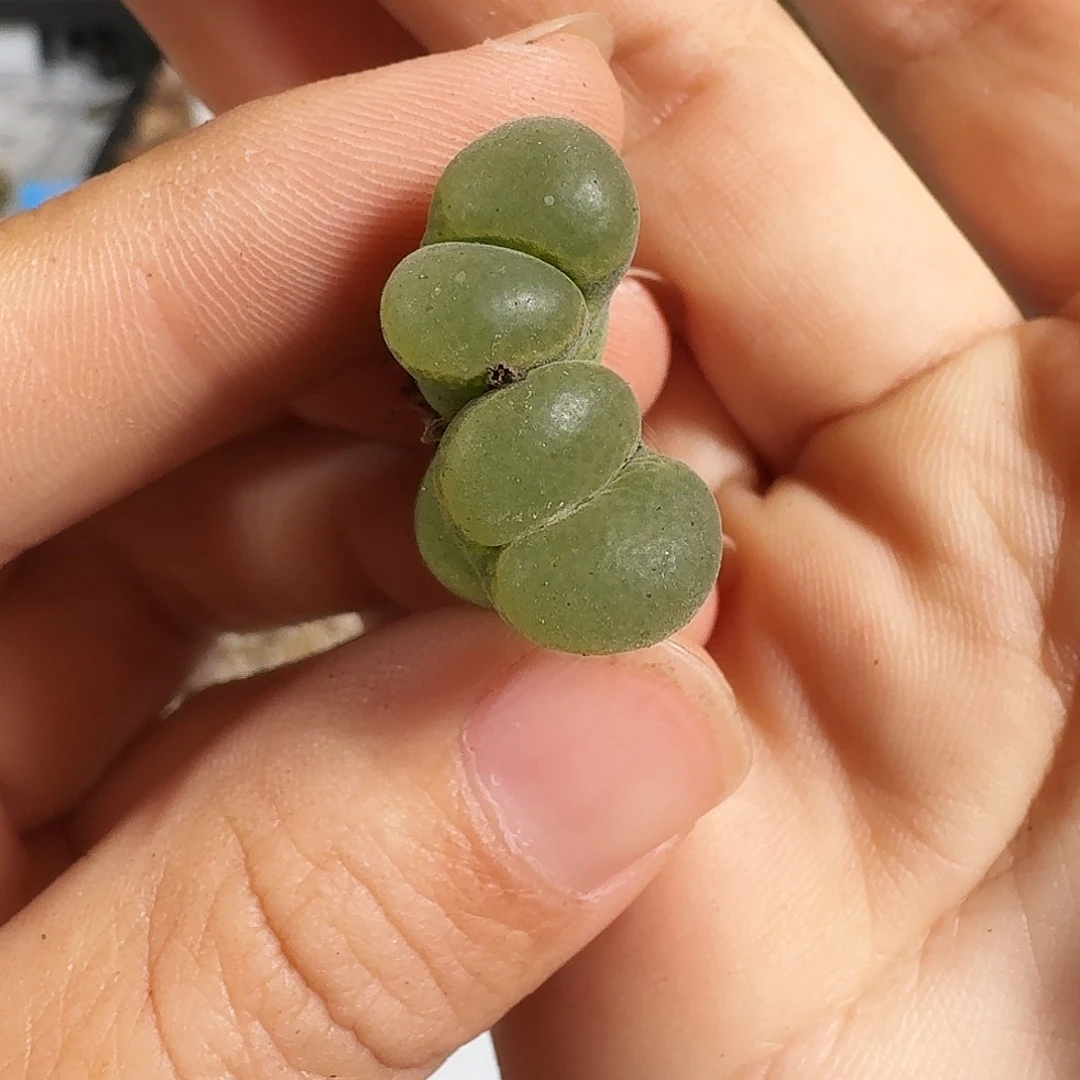 多肉植物福利风铃301
