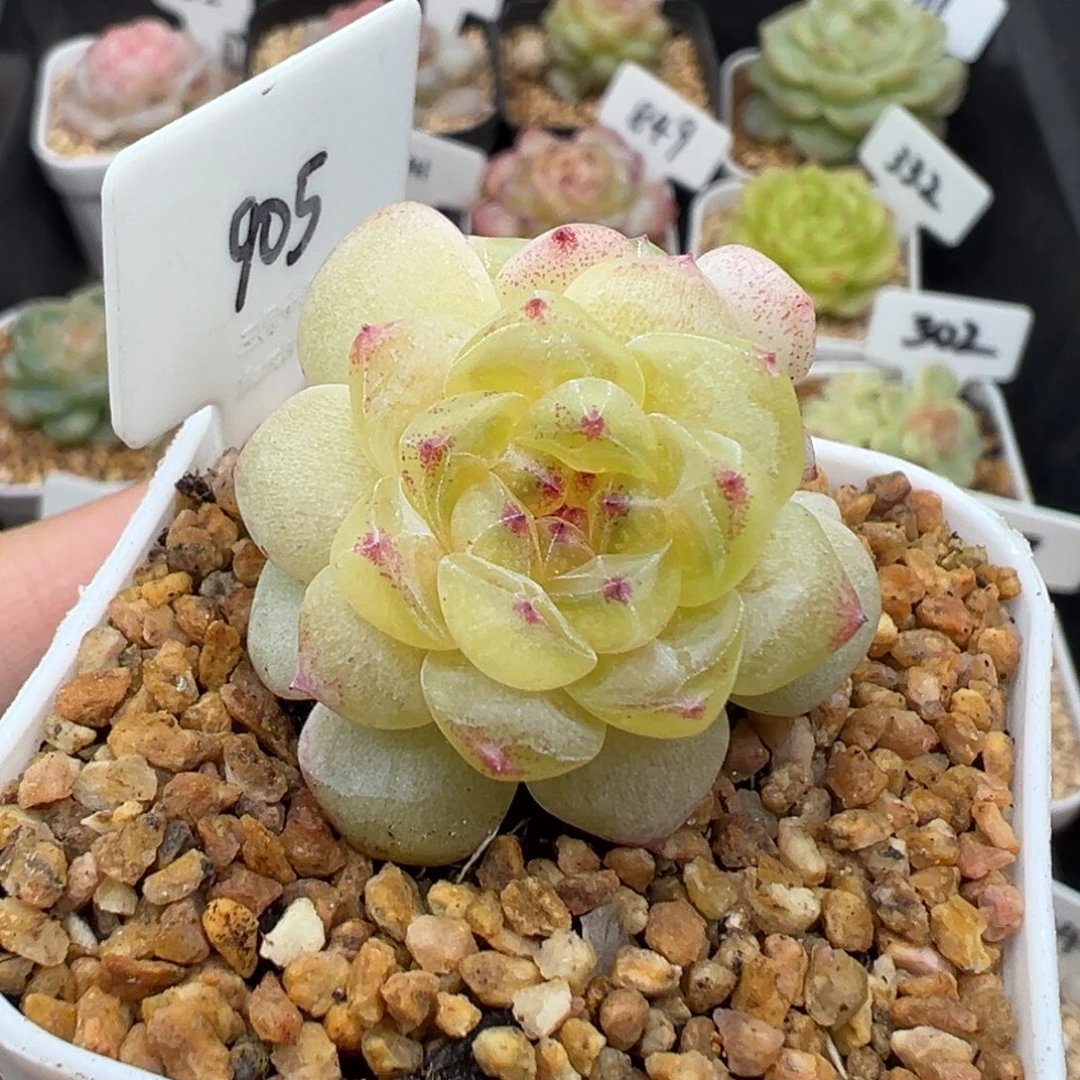 905号相柳甜心 晗雨多肉