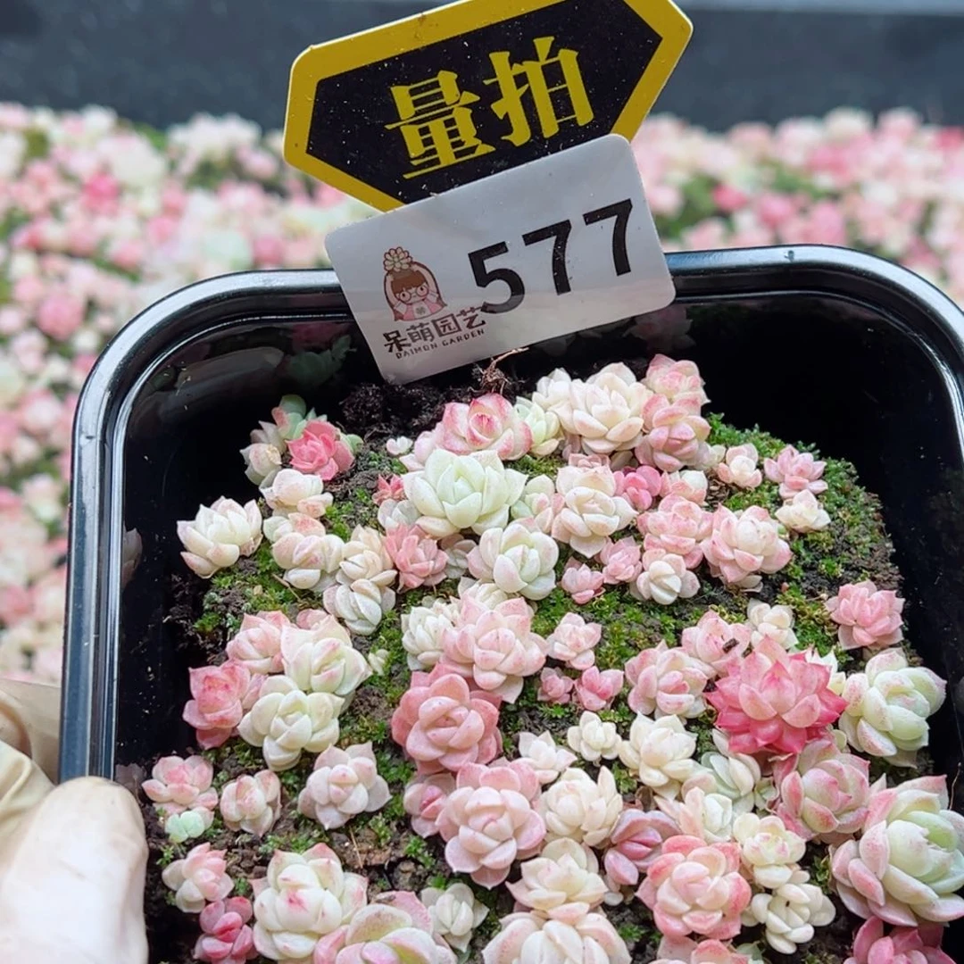 多肉植物多肉植物