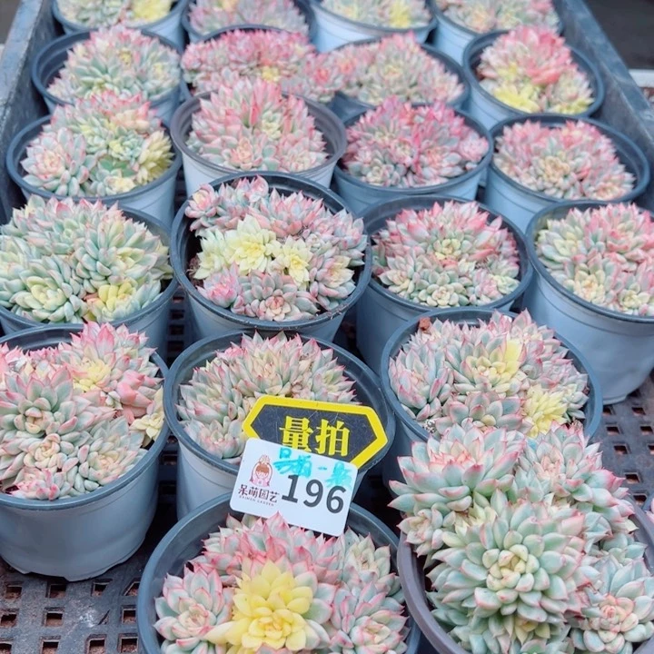 多肉植物多肉植物