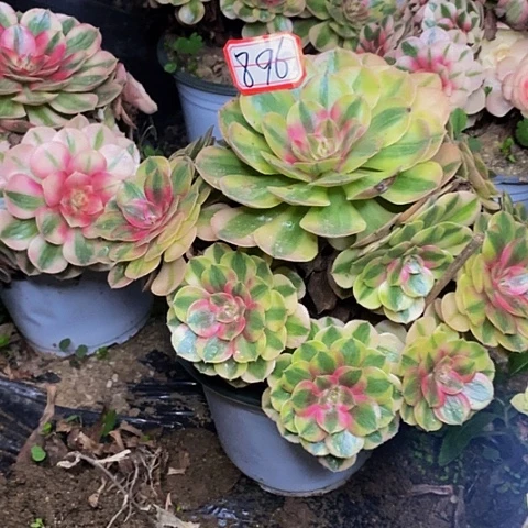 微***微荔枝老桩捧花法师896号