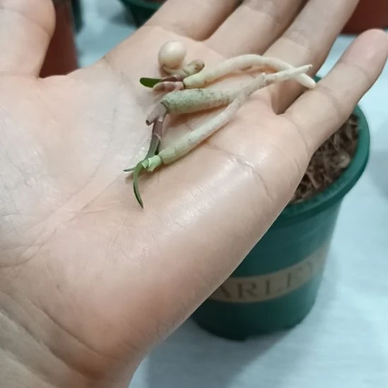 无花朵特色花卉君子兰小苗君