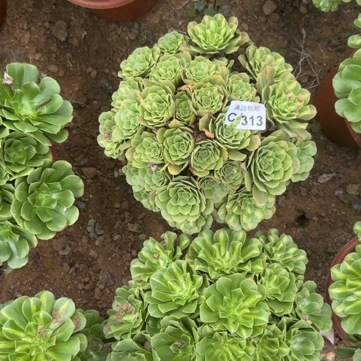 313 多肉植物不包断枝
