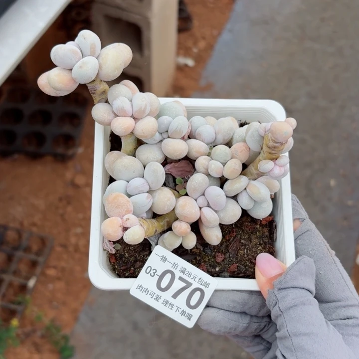 奶酪无盆土发货多肉多肉无