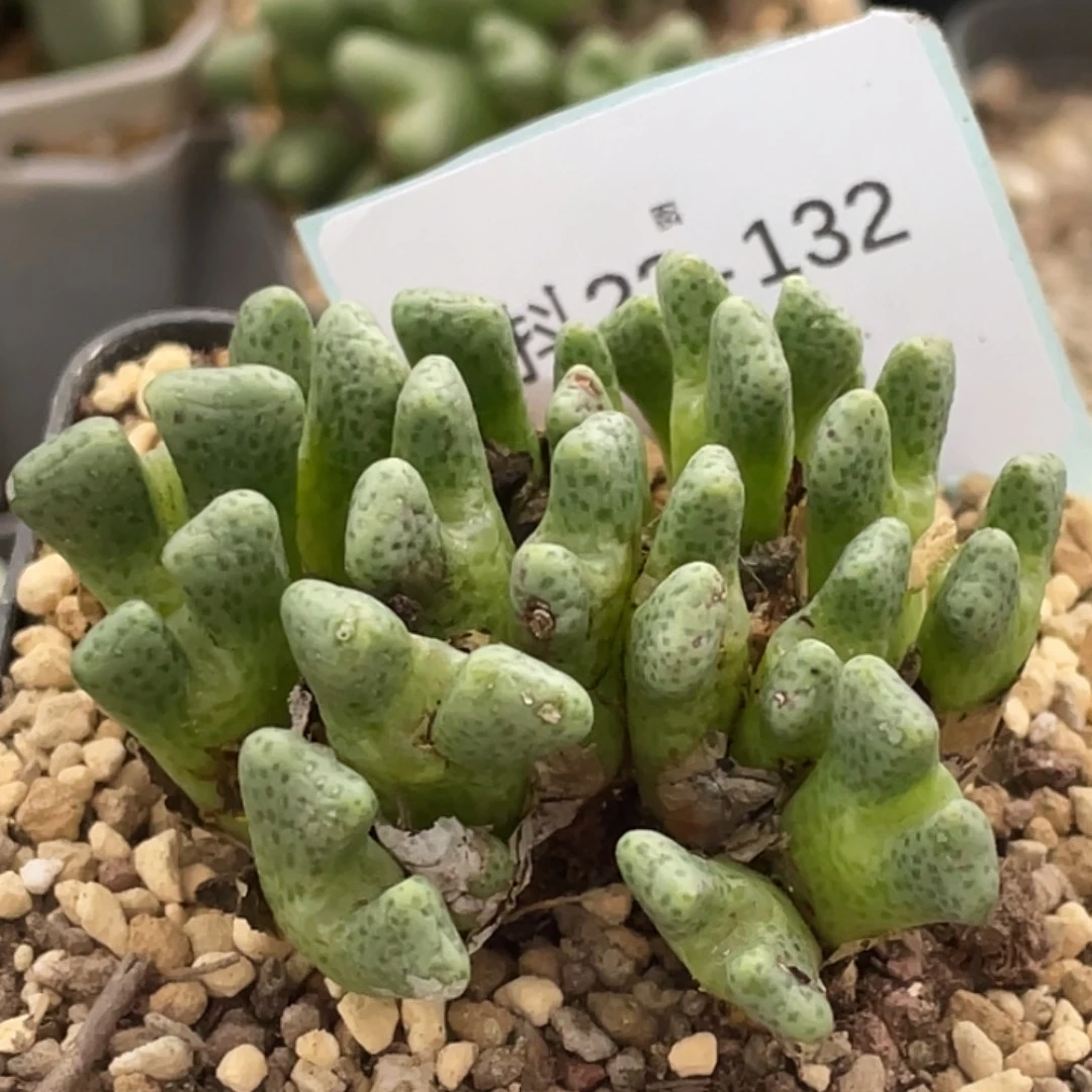 麻***烦22-132肉锥多肉植物