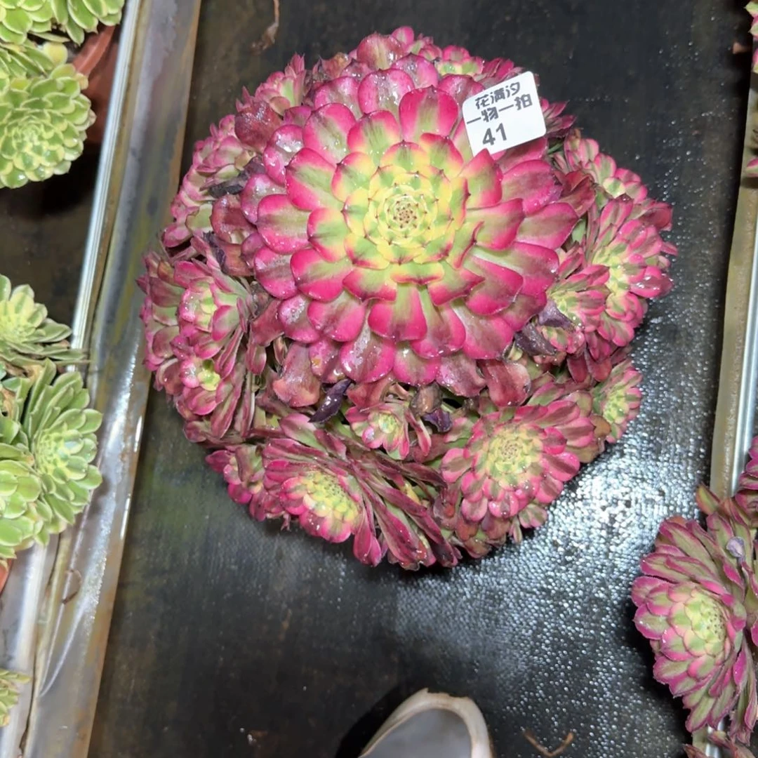 舞天姬多肉植物法师41