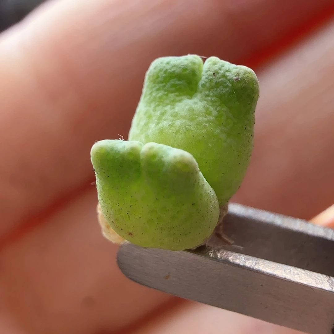 2.11.43/鹿角斑马双头/多肉植物