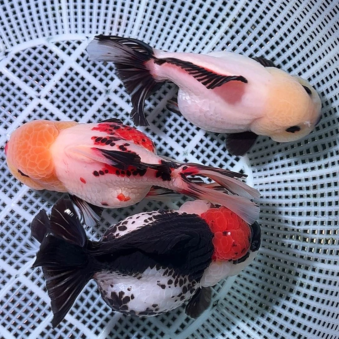 金鱼精品原泰玛丽三只运费顺丰到付