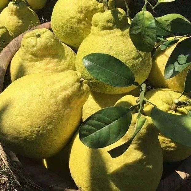 正宗四川泸州合江真龙柚子当季现摘新鲜水果白心非容县沙田柚纯甜