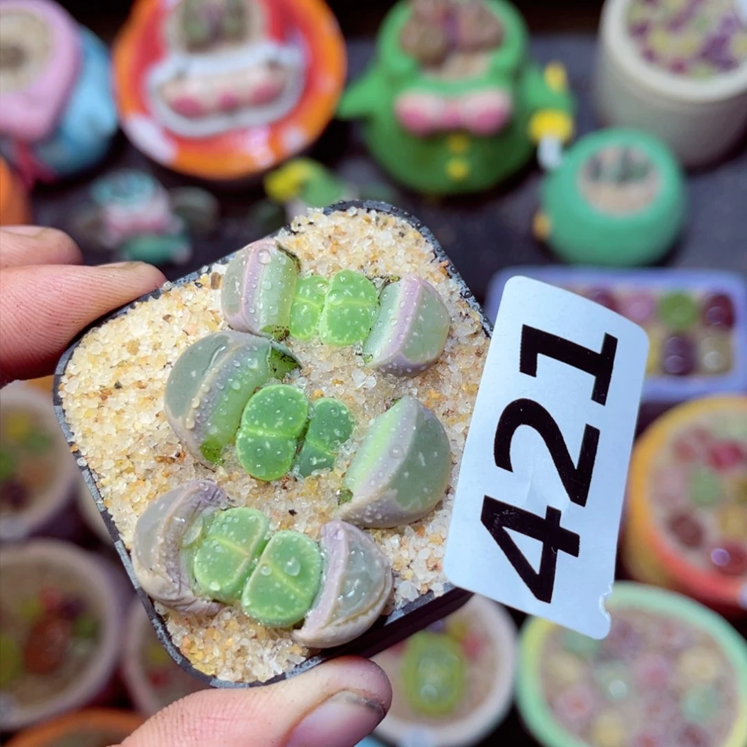 421生石花带盆发