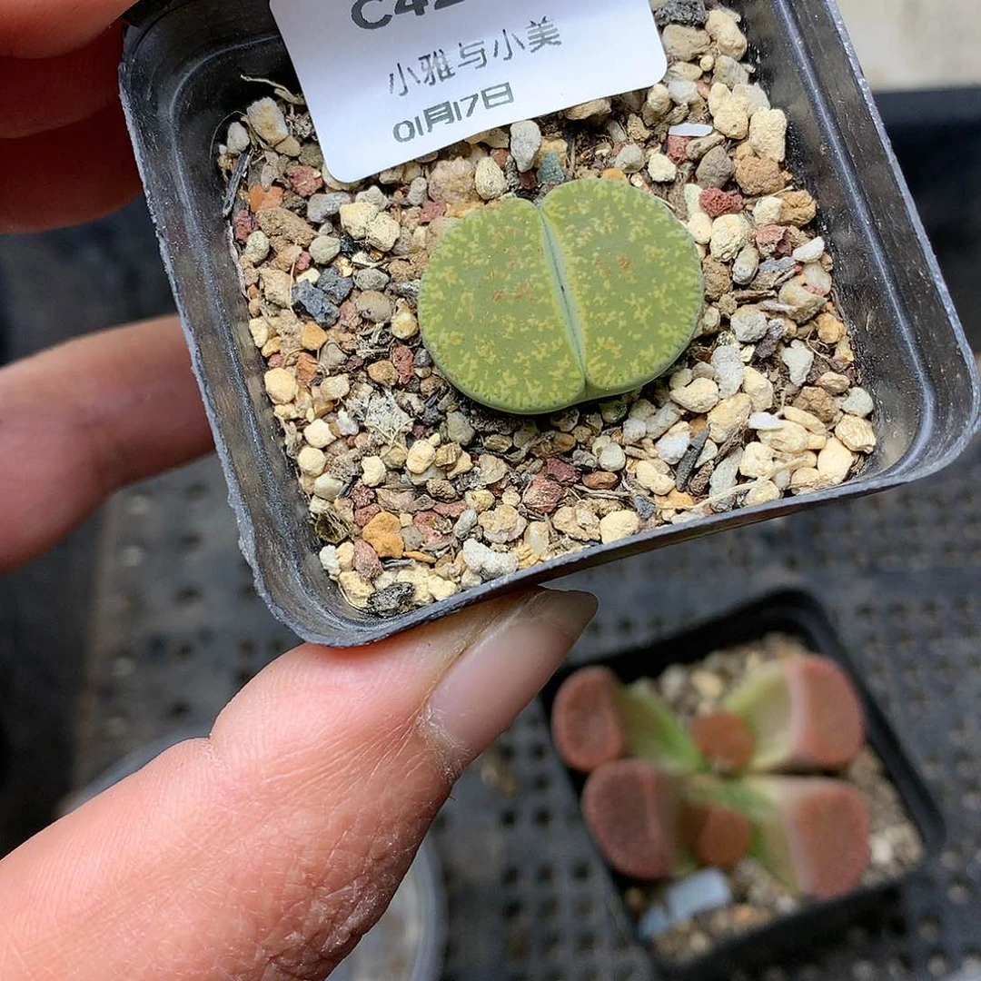 C426多肉植物保护研究所