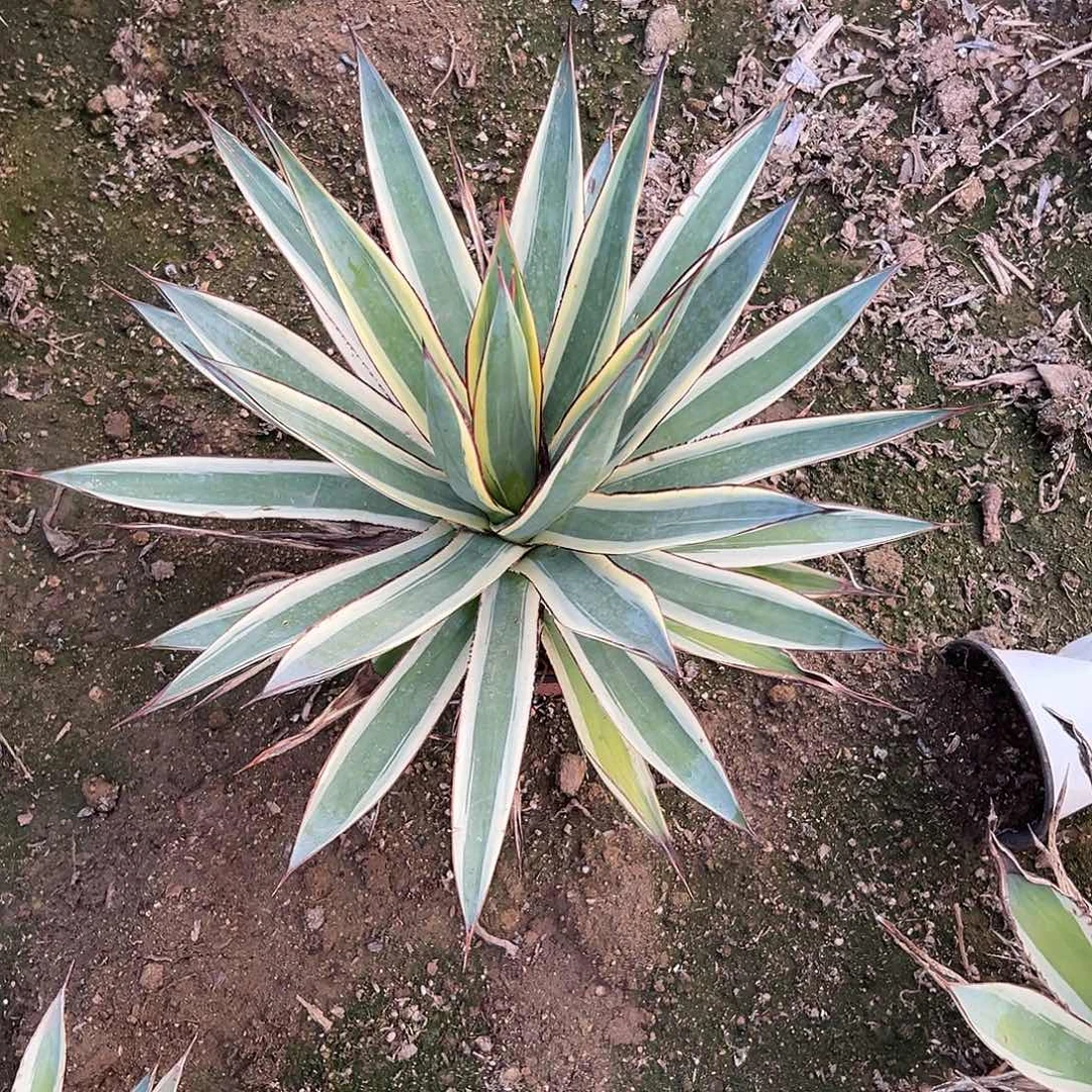 多肉植物大颗蓝光龙舌兰