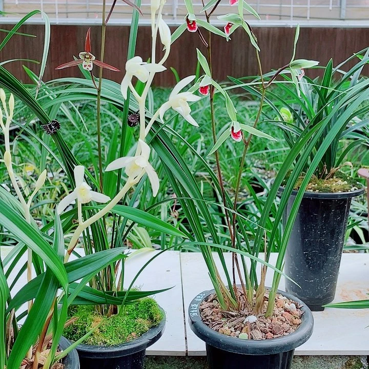 Q***.无花朵一物一漂亮开花
