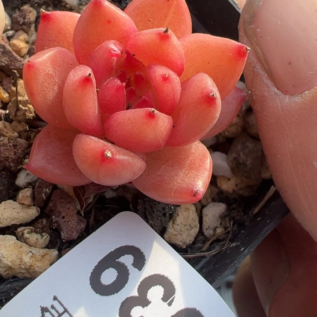 小*?小卡拉米糖心一物一拍5-39