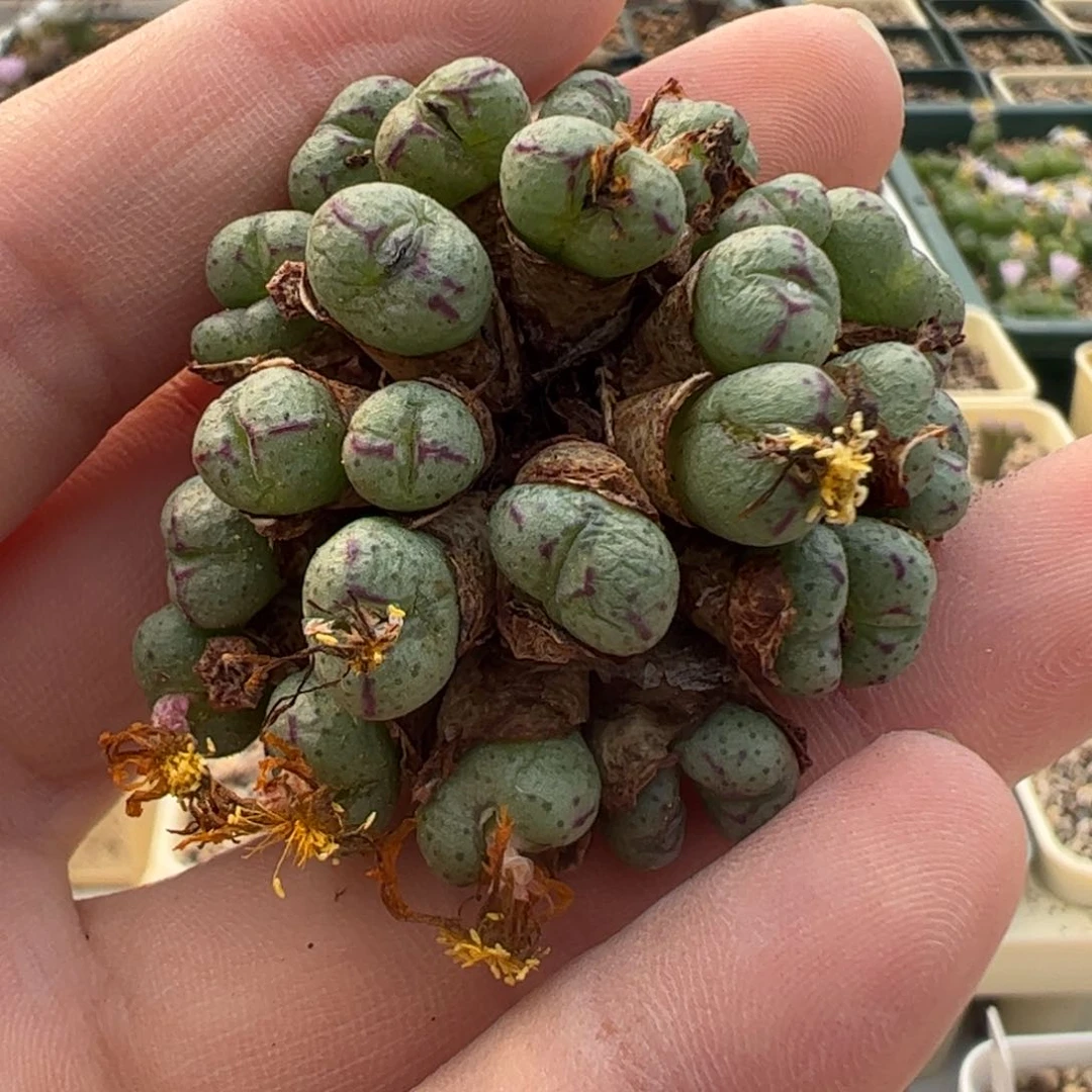 731 好看的多肉冲冲冲