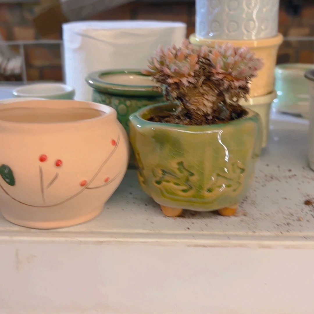 疯***。白菊绿盆新疆包邮