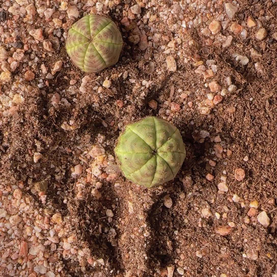 n***e块根植物块根植物