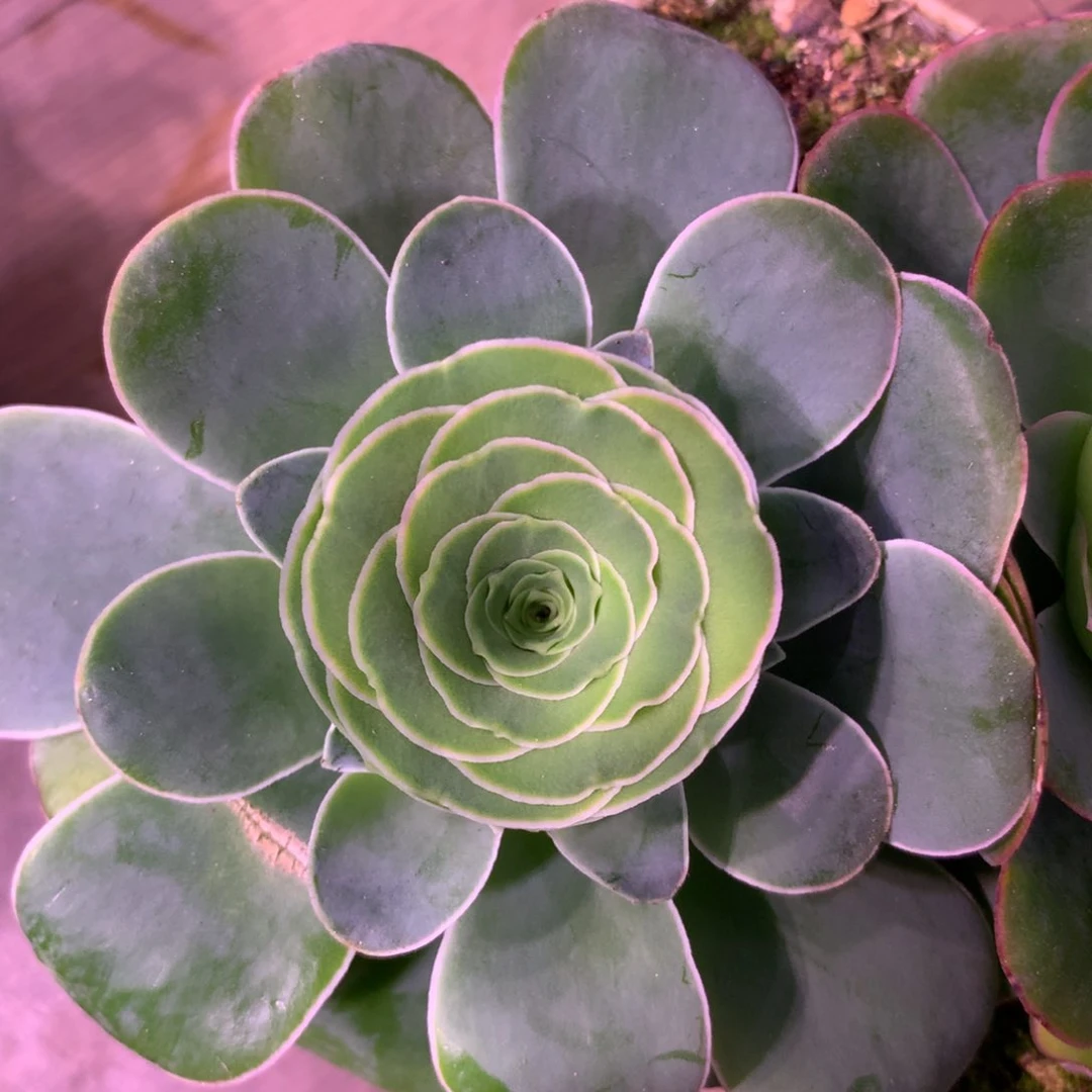 安*姐一物一拍加纳利组合福利