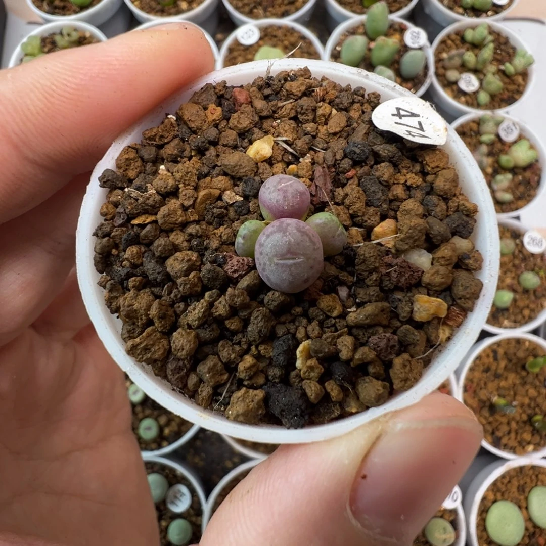 猴脸一颗脱土47400000