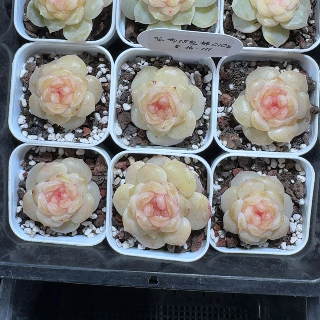 0102-111-斯嘉丽一颗量拍