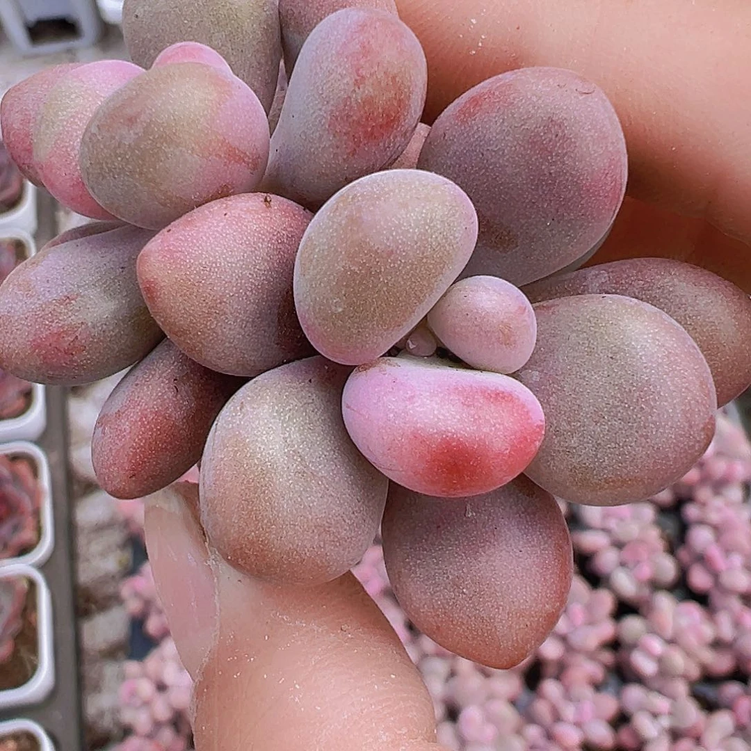 穴盘糖果桃蛋5颗19包邮