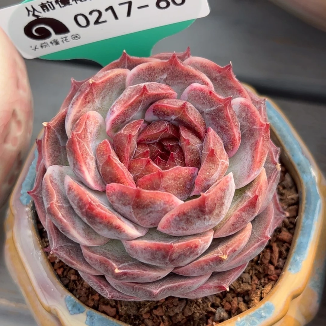 从前慢多肉精选编号0217.60